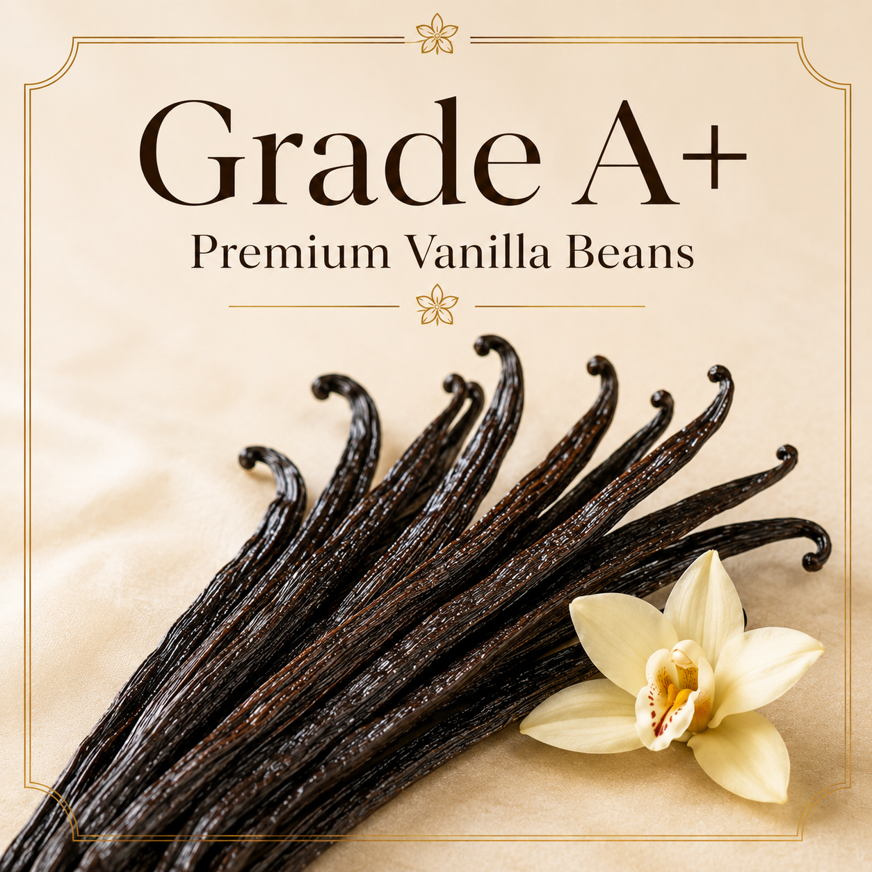Grade A+ Vanilla Beans
