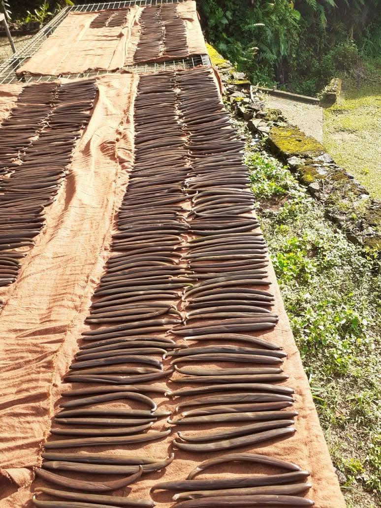 Tahitian Vanilla Premium Beans Grade A+ 100% Best Quality Great for Extraction (oz)