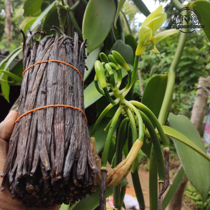 Natural Ceylon Bourbon Vanilla Beans – Grade A+ | Plump & Aromatic
