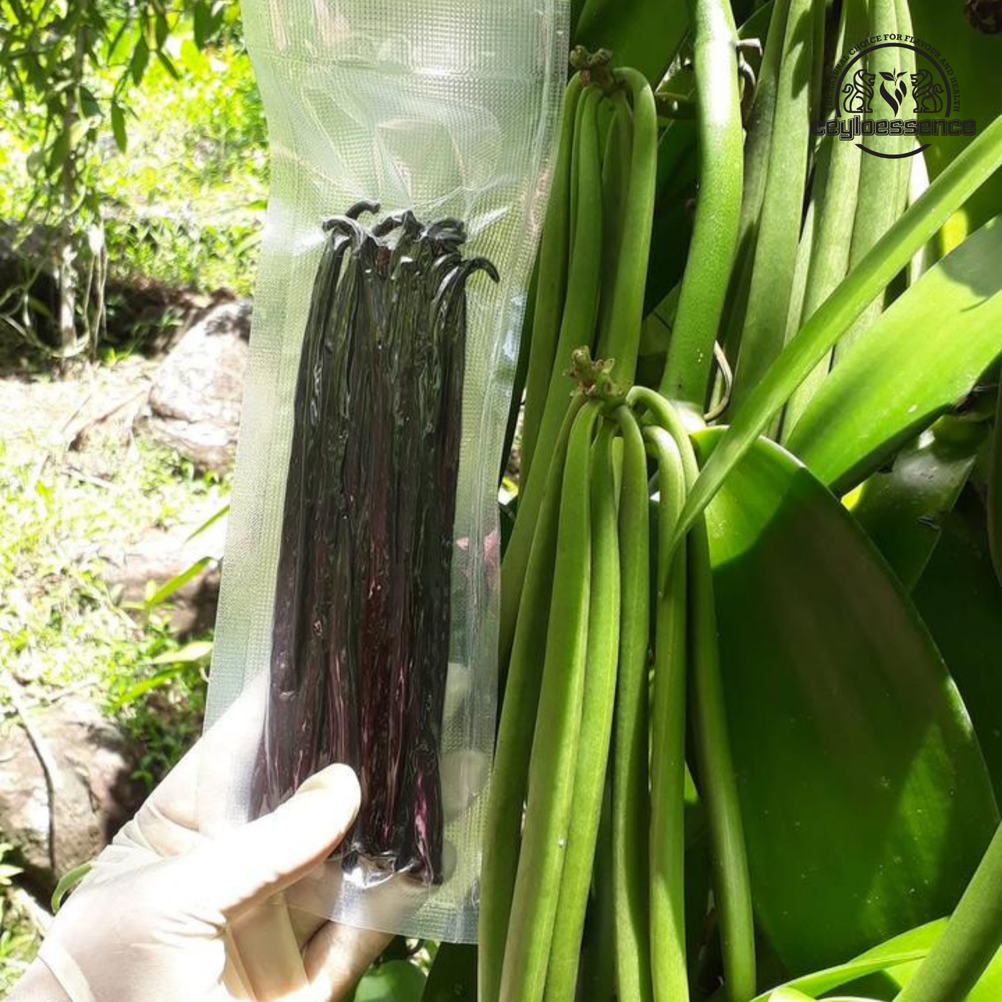 Natural Ceylon Bourbon Vanilla Beans – Grade B | Extract & Brewing
