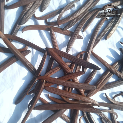 Ceylon Vanilla Beans – Tahitian Style Grade B | Extract & Brewing