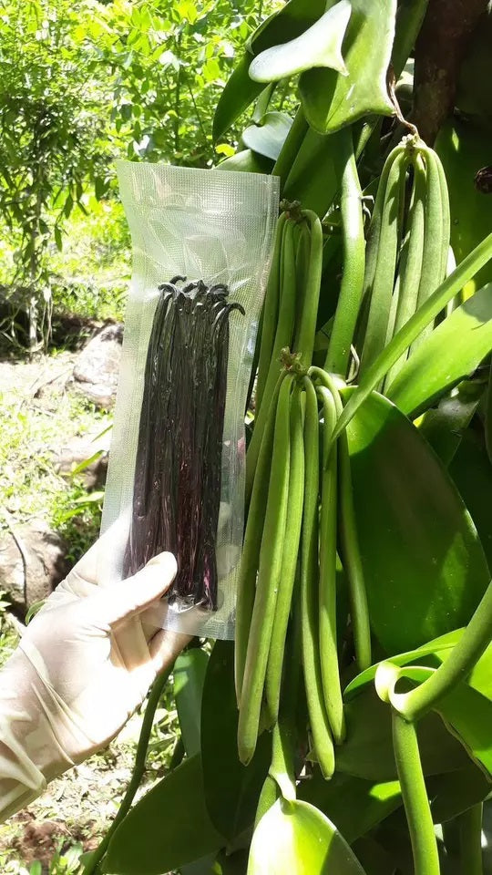 Ceylon Bourbon Organic Vanilla Beans Grade-B 100% Best Quality Pure Great for Extraction